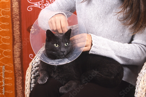 pose d'une collerette sur un  chat de gouttière