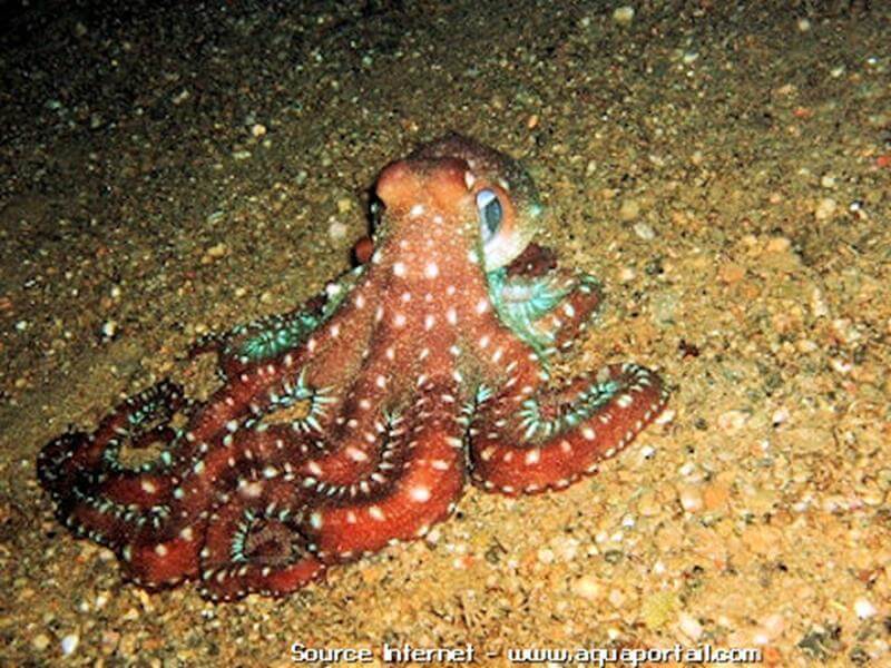 pieuvre octopus macropus