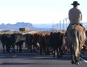 File:DSCN7245 riderwithcattleonroad e 300.jpg height=232