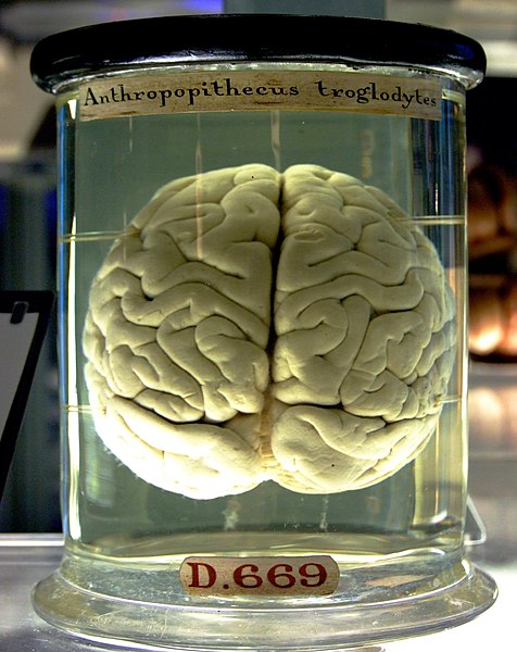 File:Chimp Brain in a jar.jpg height=600